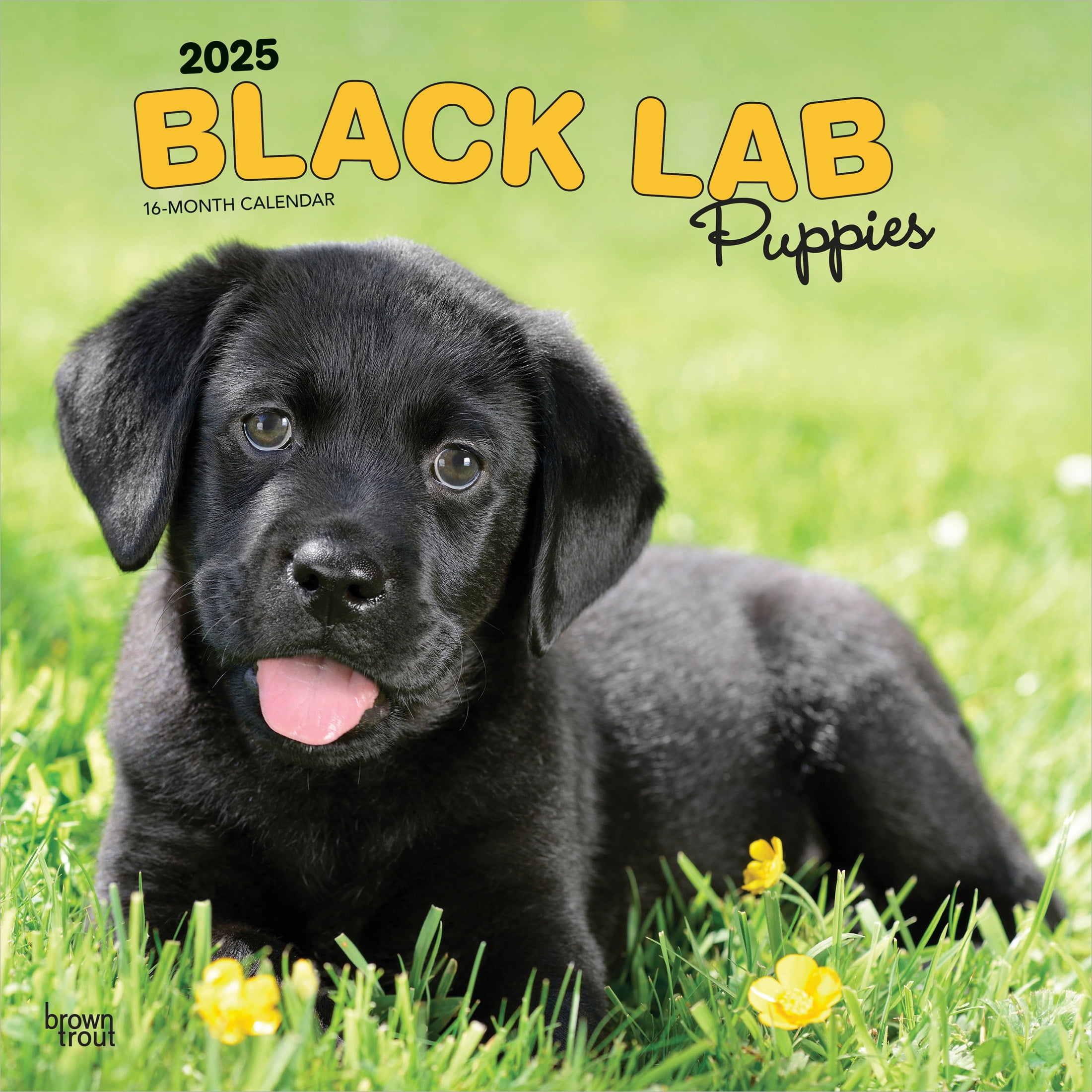 Black Labrador Retriever Puppies | 2025 7 x 14 Inch Monthly