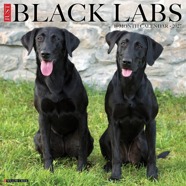 Black Labs 2027 12 X 12 Wall Calendar, (Paperback)