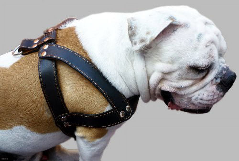 Black Leather Dog Harness, Large. 28'-34' Chest, 1.5' Wide Straps, Rottweiler Bulldog