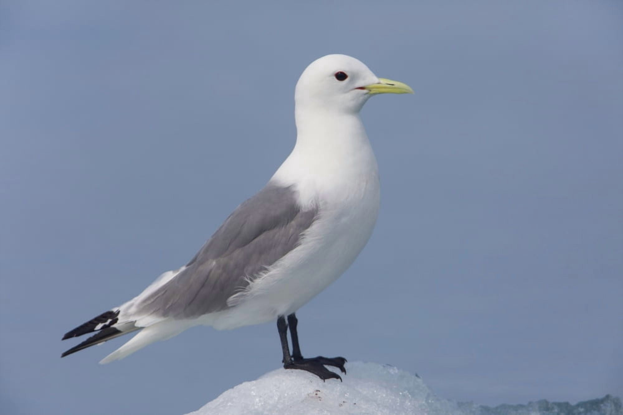 Black-Legged Kittiwake Standing On An Iceberg Columbia Bay Prince William Sound Southcentral Alaska Canvas Art - Milo Burcham Design Pics (19 x 12)
