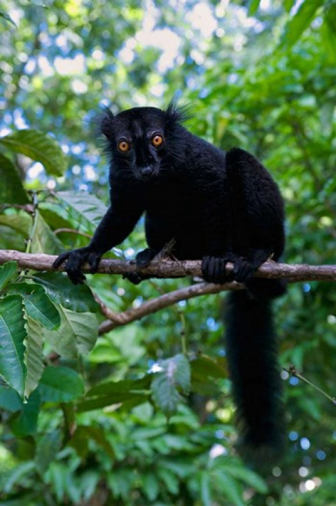 Black Lemur male and female Lokobe Nature Special Reserve Northern Madagascar Canvas Art - Andres Morya Hinojosa DanitaDelimont (19 x 29)