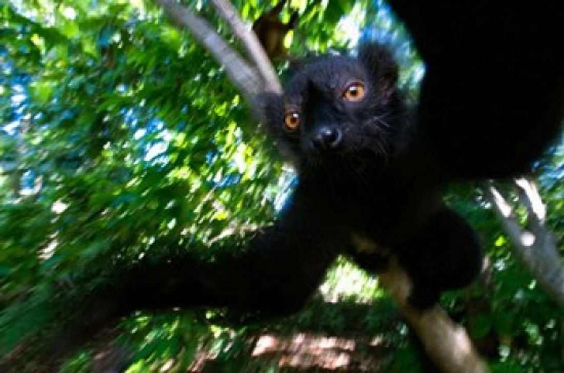 Black Lemurs Northern Madagascar Canvas Art - Andres Morya Hinojosa DanitaDelimont (29 x 19)