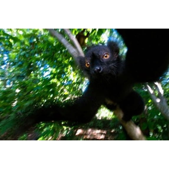 Black Lemurs, Northern Madagascar Poster Print by Andres Morya Hinojosa (36 x 24)