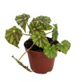 thumbnail image 1 of Black Lightning Begonia Plant -3.7" Pot- Terrarium/Fairy Garden/Houseplant/Bonsai, 1 of 2