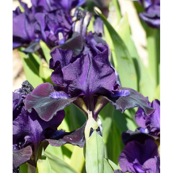 Black Lightning Dwarf Bearded Iris - 1 Rhizome
