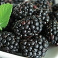 thumbnail image 1 of Black Magic Blackberry (Rubus) Deciduous Bare Root Starter Fruiting Plant (1-Pack), 1 of 3