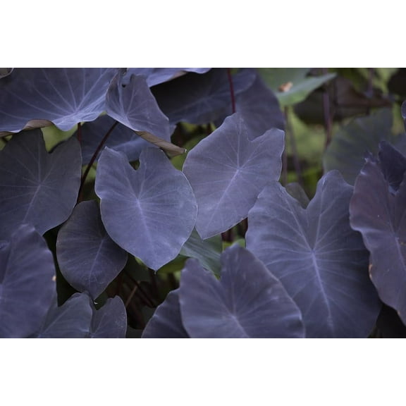 Black Magic Elephant Ear Bulbs for Planting - Grow Stunning Black Elephant Ears Plants - Colocasia Esculenta (3 Bulbs)