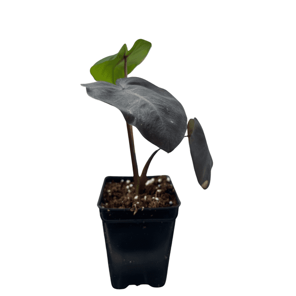 Black Magic Elephant Ear Plant- 2.5" Pot - Colocasia Esculenta