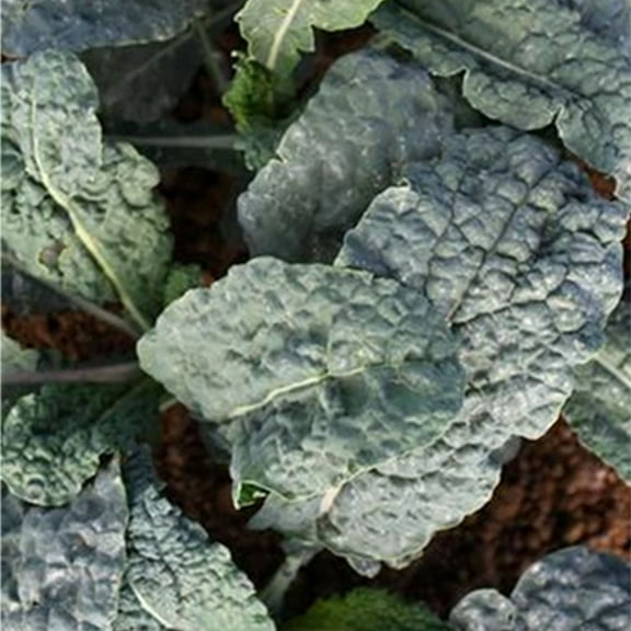 Black Magic Kale Seed 1 g ~250 Seeds - Non-GMO, Heirloom, Open Pollinated - Vegetable Gardening & Microgreens Seeds