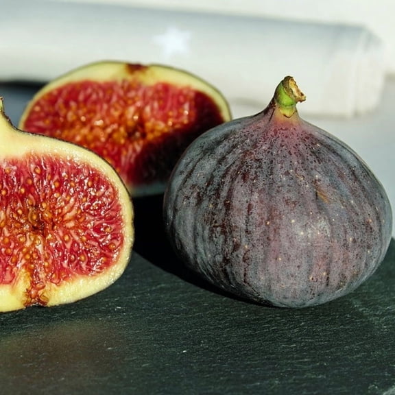 Black Mission Fig Live Tree 2 Gallon