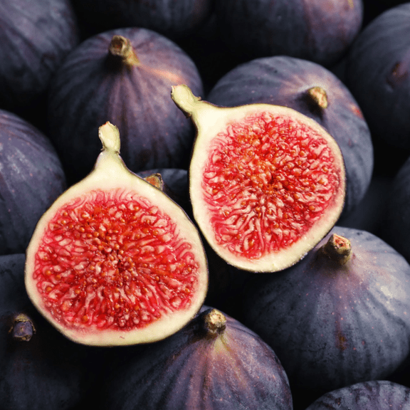 Black Mission Fig Plant Live for Planting, Ficus Carica Chicago Hardy Tree for The Patio and Garden 4 to 6 Inch Tall - Dormant in Winter