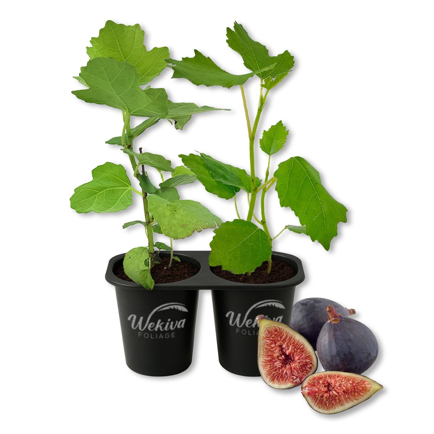 Black Mission Fig Tree - 2 Live Starter Plants - Ficus Carica - Edible Fruit Tree for The Patio and Garden