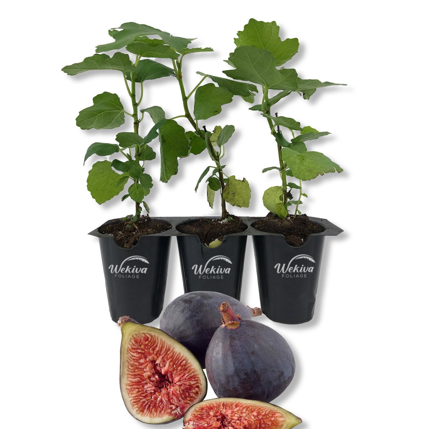 Black Mission Fig Tree - 3 Live Tissue Culture Starter Plants - Ficus Carica - Edible Fruit Tree for The Patio and Garden