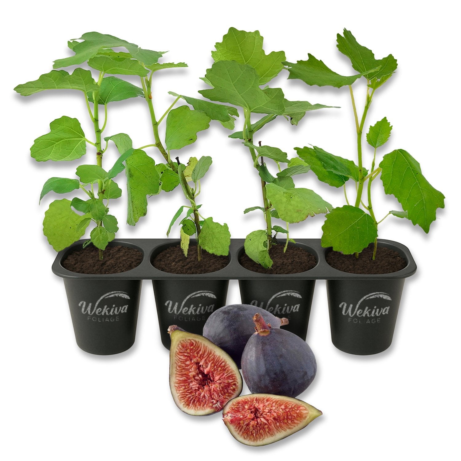 Black Mission Fig Tree - 4 Live Starter Plants - Ficus Carica - Edible Fruit Tree for The Patio and Garden