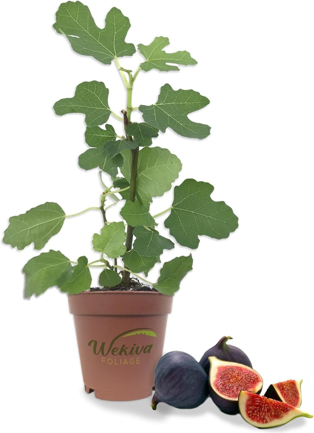 Black Mission Fig Tree 40 Live Starter Plants Ficus Carica Edible Fruit Tree for The Patio