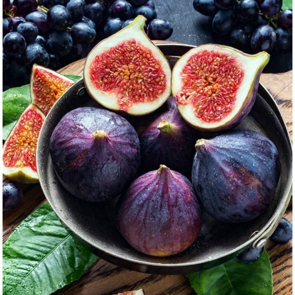 Black Mission Fig Tree Live Plant 4-8" Tall for Planting - Ficus Carica 'Mission' - Cold Hardy Fig Tree - Sweet Fruit Tree