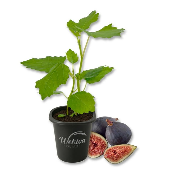 Black Mission Fig Tree - 1 Live Starter Plant - Ficus Carica - Edible Fruit Tree for The Patio and Garden