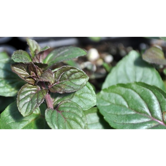 Black Mitchum Peppermint - Heirloom - Grow Indoors or Out - Live Plant-Quart Pot