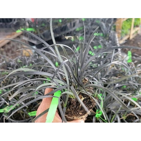 Black Mondo Grass - Live Plant ( 1 QT )