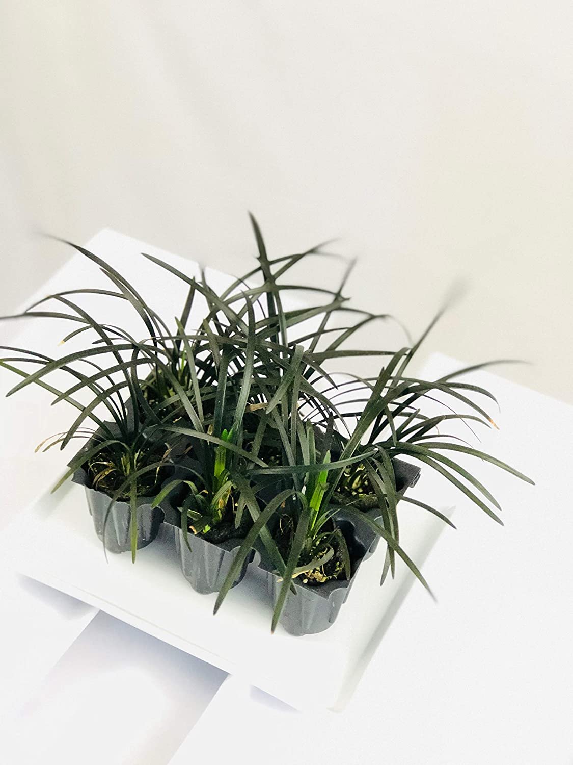 Black Mondo Grass Plugs Ophiopogon Japonicus Nigrescens 3 Live