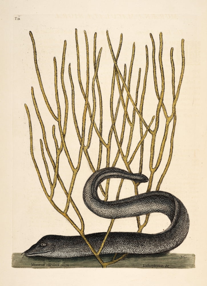 Black Muray Canvas Art - Mark Catesby (18 x 24)