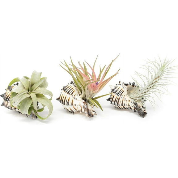 Black Murex Seashells with Tillandsia Streptophylla, Velutina, & Funckiana Air Plants - Wholesale and Bulk - Succulents - Live Tillandsia - Easy Care Indoor and Outdoor House Plants (Pack of 6)
