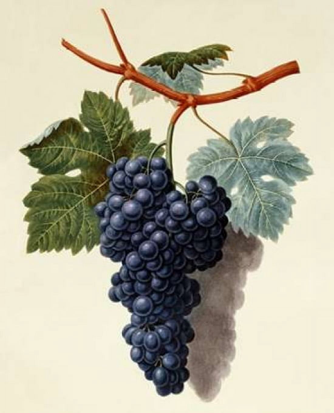 Black Muscadine Grapes Canvas Art - George Brookshaw (22 x 28)