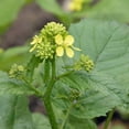 thumbnail image 1 of Black Mustard Seeds For Planting Indoors or Outdoors - 55 LB, 1 of 3