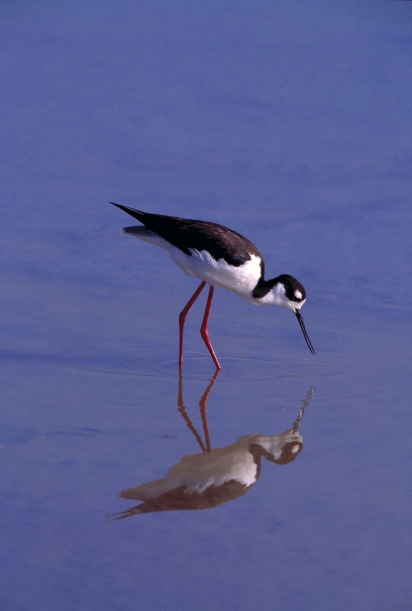 Black-Necked Stilt Bird Foraging In Water Canvas Art - Natural Selection Anita Weiner Design Pics (12 x 18)
