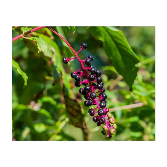 Black Nightshade Berries - York Pennsylvania Photography Botanical Nature Fruit Garden Floral Scenic Wilderness Unframed Wall Art Print 9 x 12 inches