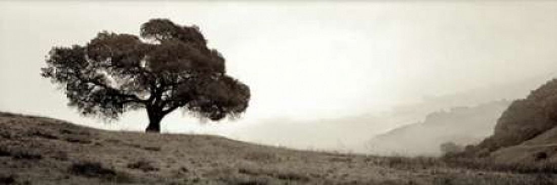 Black Oak - 1 Canvas Art - Alan Blaustein (12 x 36)