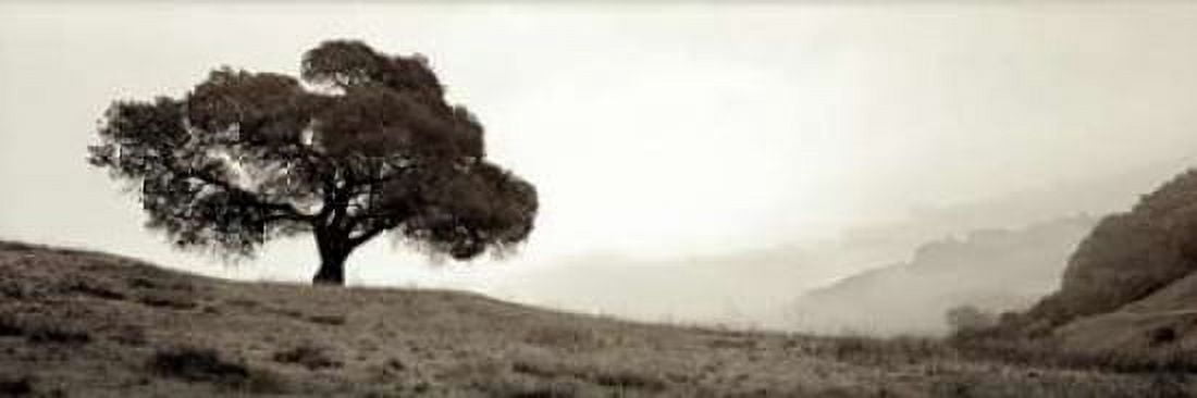 Black Oak - 1 Canvas Art - Alan Blaustein (8 x 24)