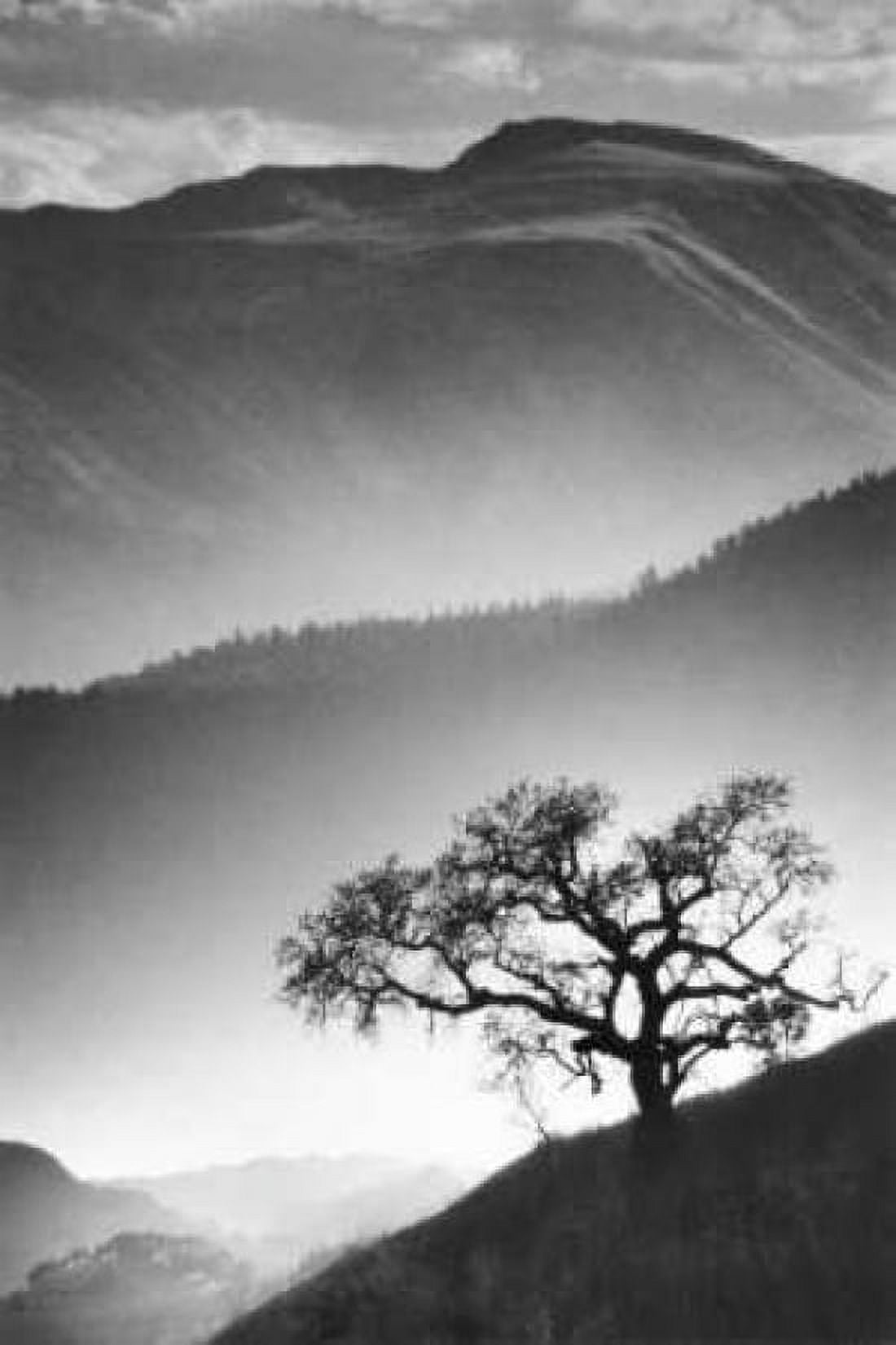 Black Oak Canvas Art - Jean Miele (12 x 18)