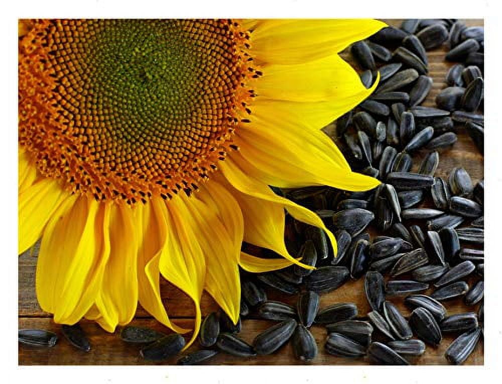 Black Oil Sunflower – Mary's Heirloom Seeds