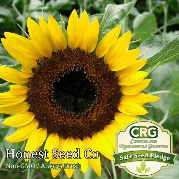 Black Oil Sunflower Seeds for Planting Attract Pollinators/Bees, etc | Non-GMO