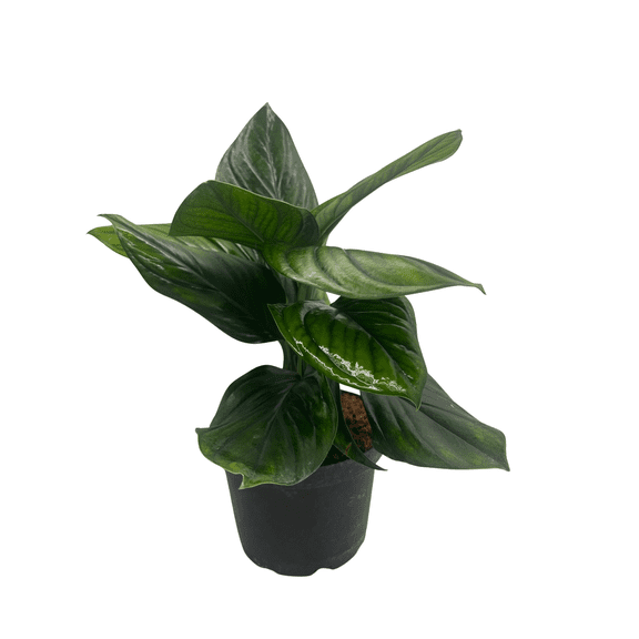 Black Onyx Monstera - Philodendron - 6" Pot - Dark Foliage