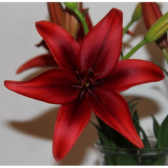 Black Out Asiatic Lily - 2 Bulbs 14/16cm - Deep Red