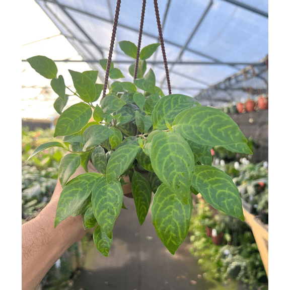 Black Pagoda Lipstick Vines 3 Inc Pot, Black Lipstick Plants Live for Planting Lipstick Houseplants