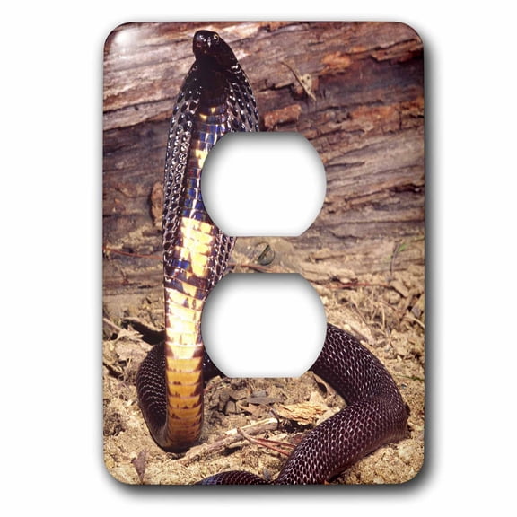 3dRose, Black Pakistan Cobra snake - NA02 DNO0474 - David Northcott, 2 plug outlet cover