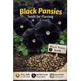 thumbnail image 1 of Black Pansy Seeds - 100+ Seeds - Grow Stunning Black Pansies, 1 of 5