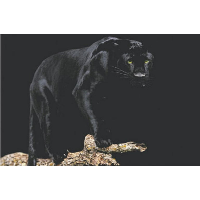 Black Panther (On Log) Art Poster Print Poster 36x24