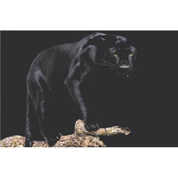 Black Panther (On Log) Art Poster Print Poster - 36x24