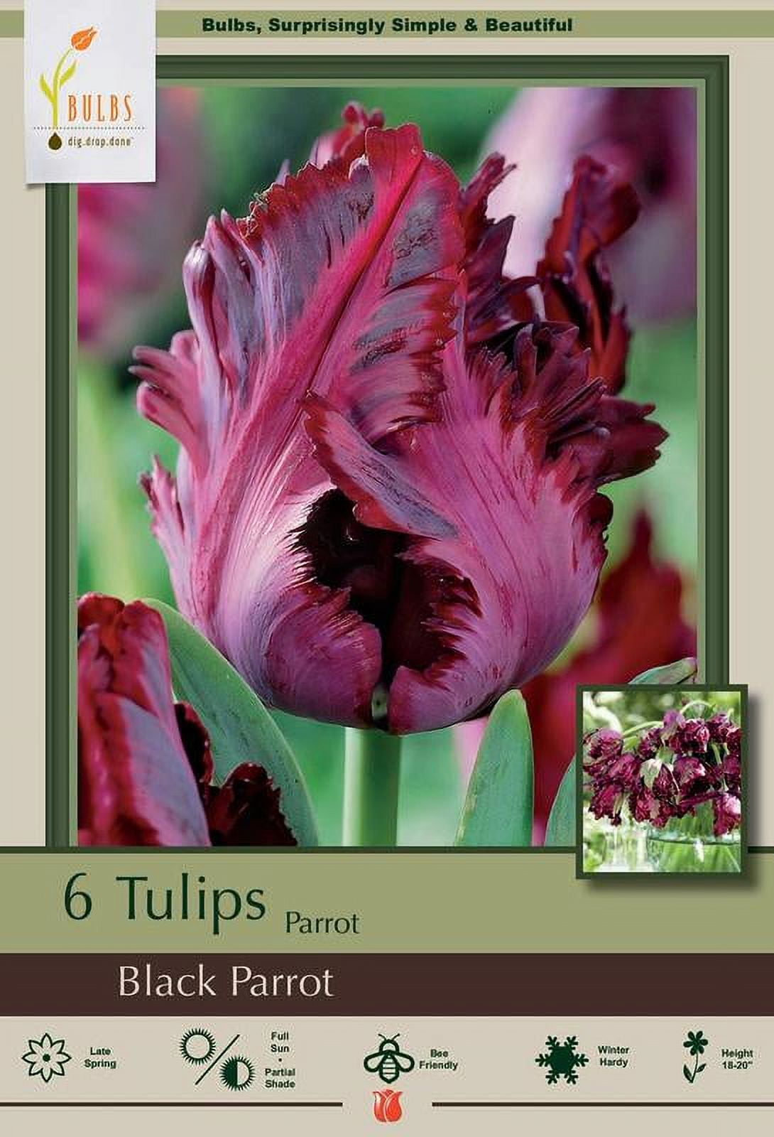 Black Parrot Tulip - 6 bulbs - Exotic Black Cherry Color - 12/+ cm Bulbs