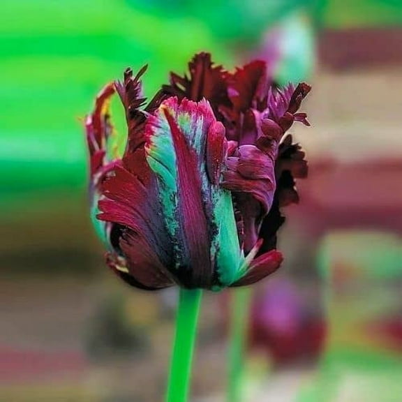 Black Parrot Tulip Bulbs for Planting - Black Fringed Tulips - Ships from Iowa, USA (5 Bulbs)