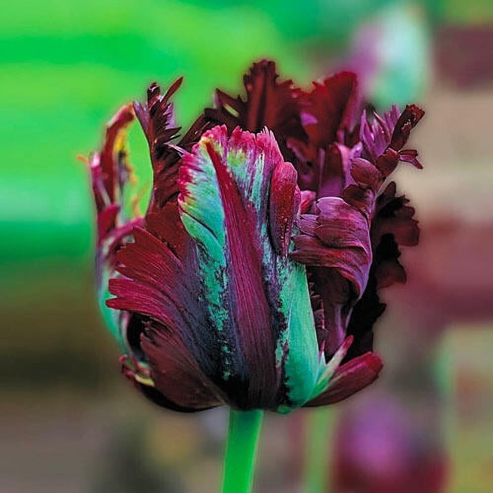 Black Parrot Tulip Dormant Spring Flowering Bulbs 25 Pack