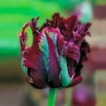 thumbnail image 1 of Black Parrot Tulip Dormant Spring Flowering Bulbs 25 Pack, 1 of 2