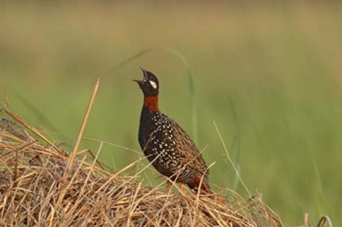 Black Partridge bird Corbett NP Uttaranchal India Canvas Art - Jagdeep Rajput DanitaDelimont (26 x 18)