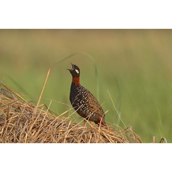 Black Partridge bird, Corbett NP, Uttaranchal, India Poster Print by Jagdeep Rajput (26 x 18)
