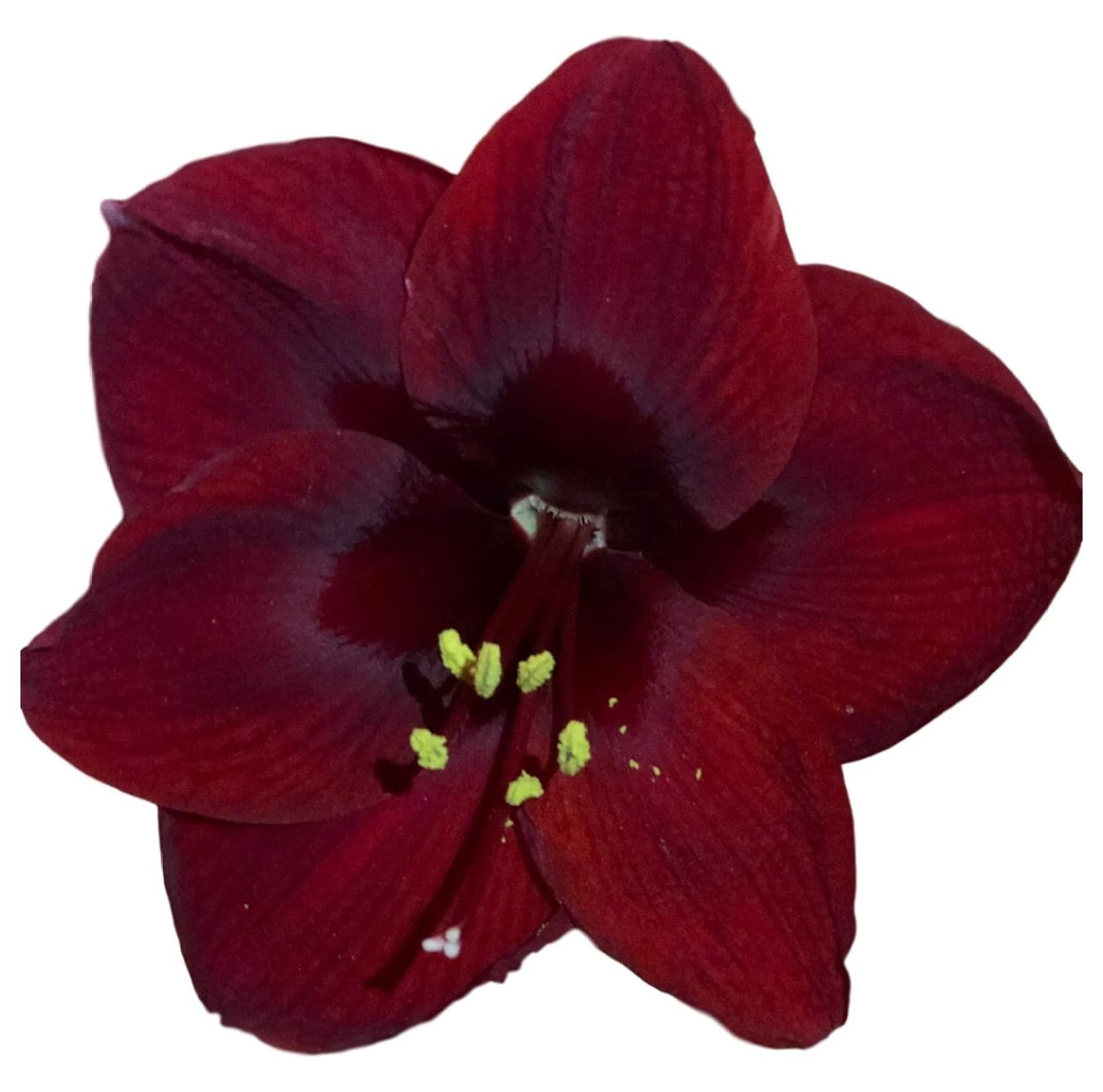 Black Pearl Amaryllis Bulb Single Blooming Amaryllis, Easy to Grow