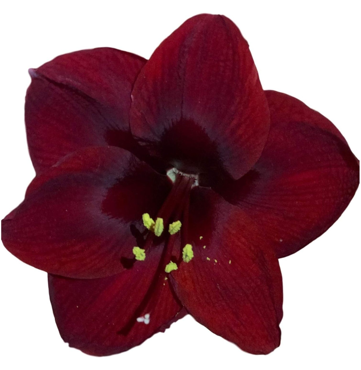 Black Pearl Amaryllis Bulb Single Blooming Amaryllis, Easy to Grow
